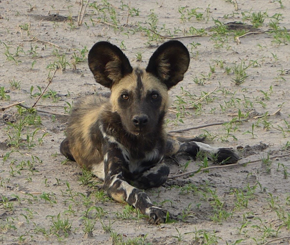 Adorable dog but not for ID